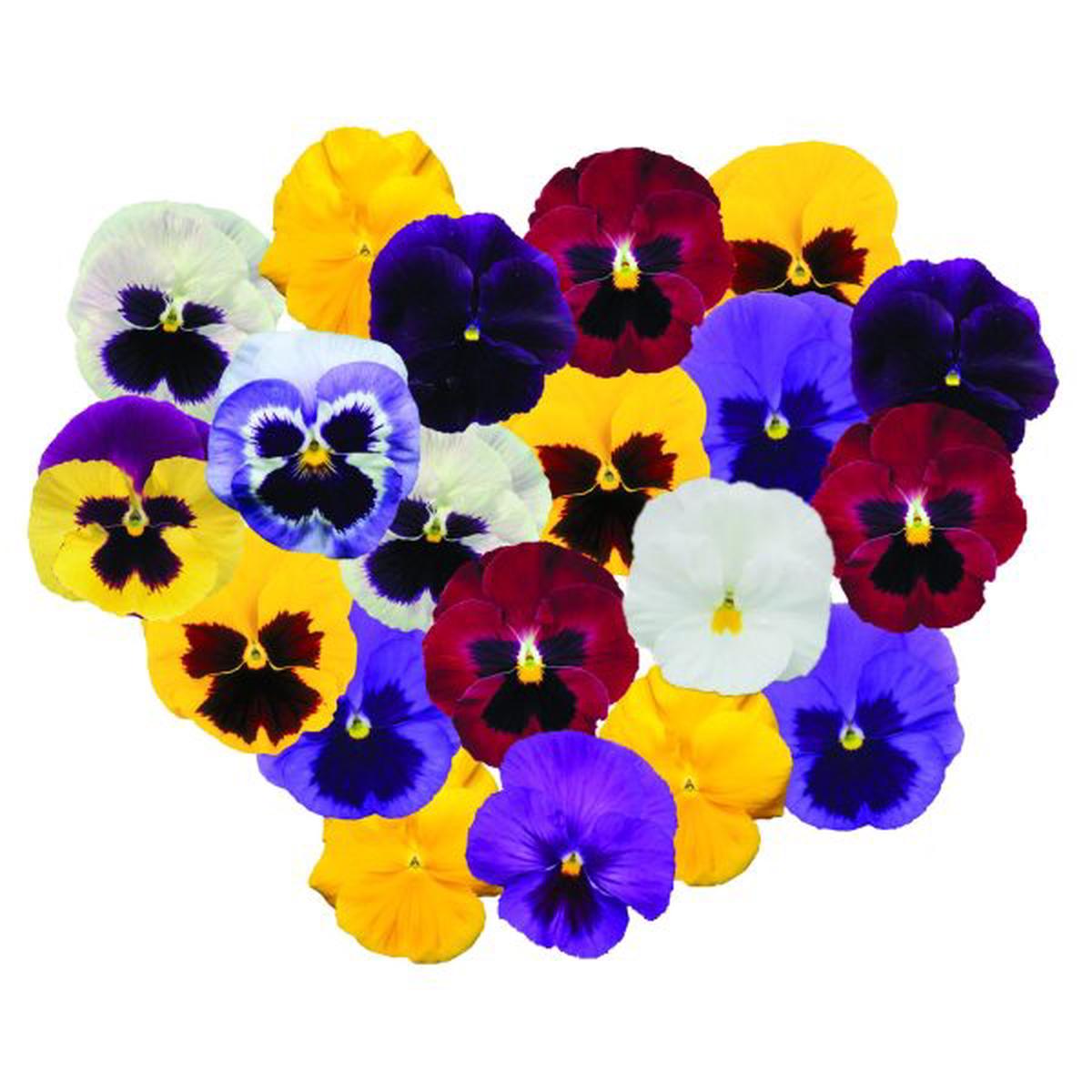 Viola wittrockiana Power Mix