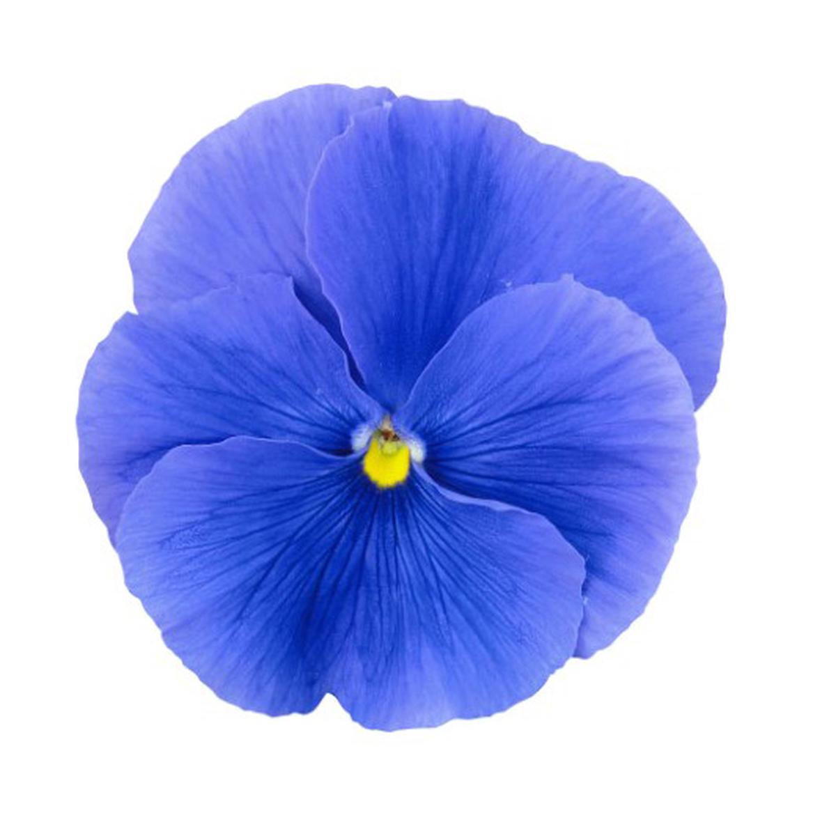 Viola wittrockiana Premier True Blue