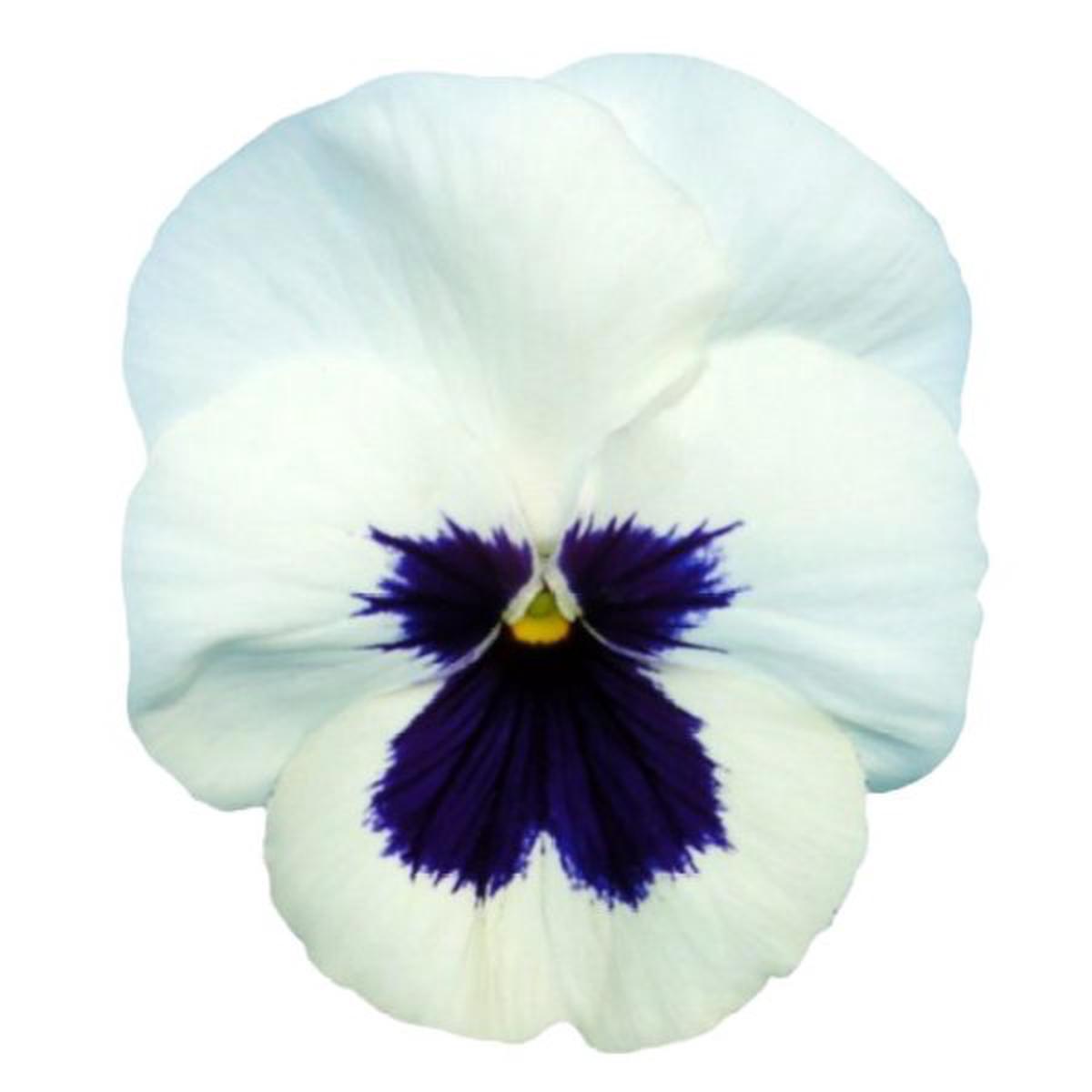 Viola wittrockiana Premier White With Blotch
