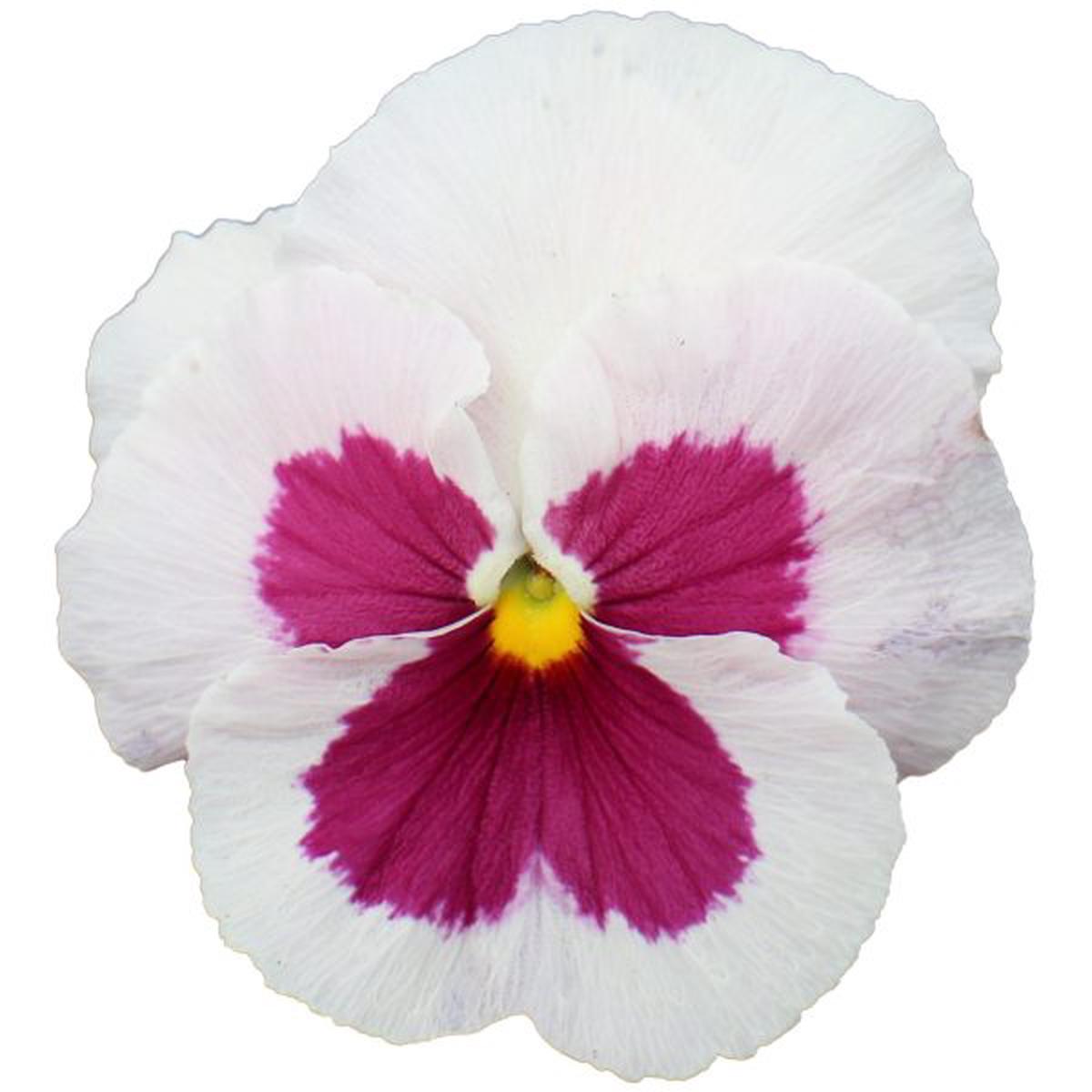 Viola wittrockiana Premier White With Rose Blotch