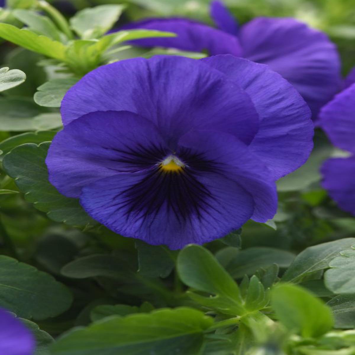 Viola wittrockiana Top Wave Blue Blotch