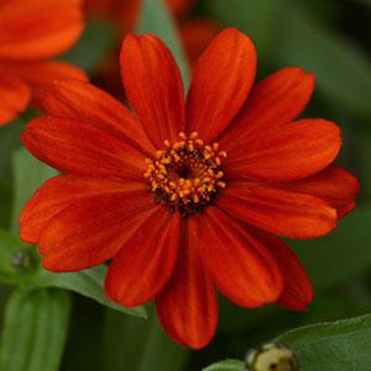 Zinnia marylandica Zahara Red