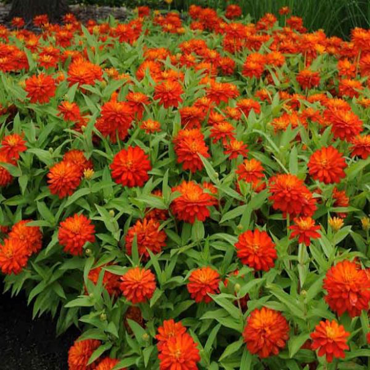 Zinnia x hybrida Profusion Double Fire