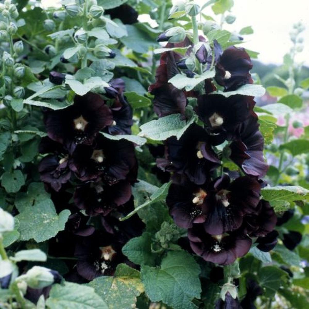 Alcea rosea Jet Black