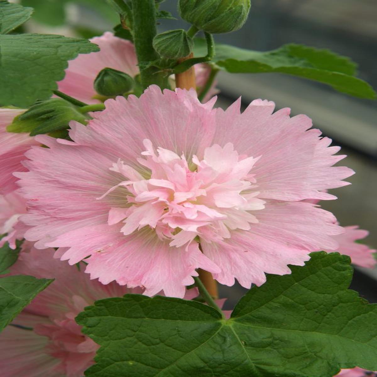 Alcea rosea Spring Celebrities Pink