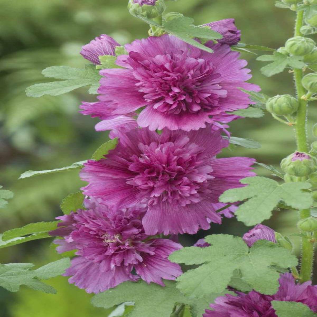 Alcea rosea Spring Celebrities Purple