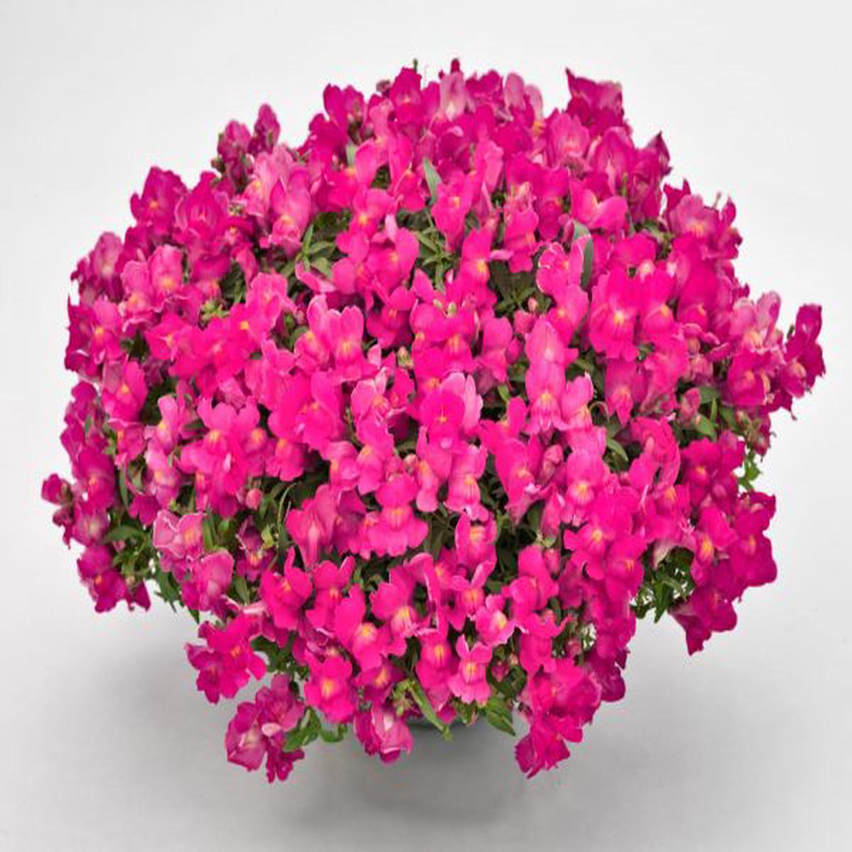 Antirrhinum majus Candy Showers Rose