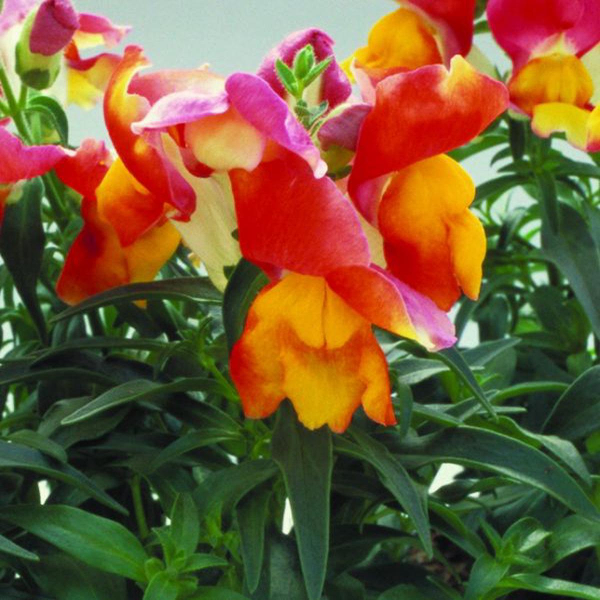Antirrhinum majus Floral Showers Apricot Bicolour