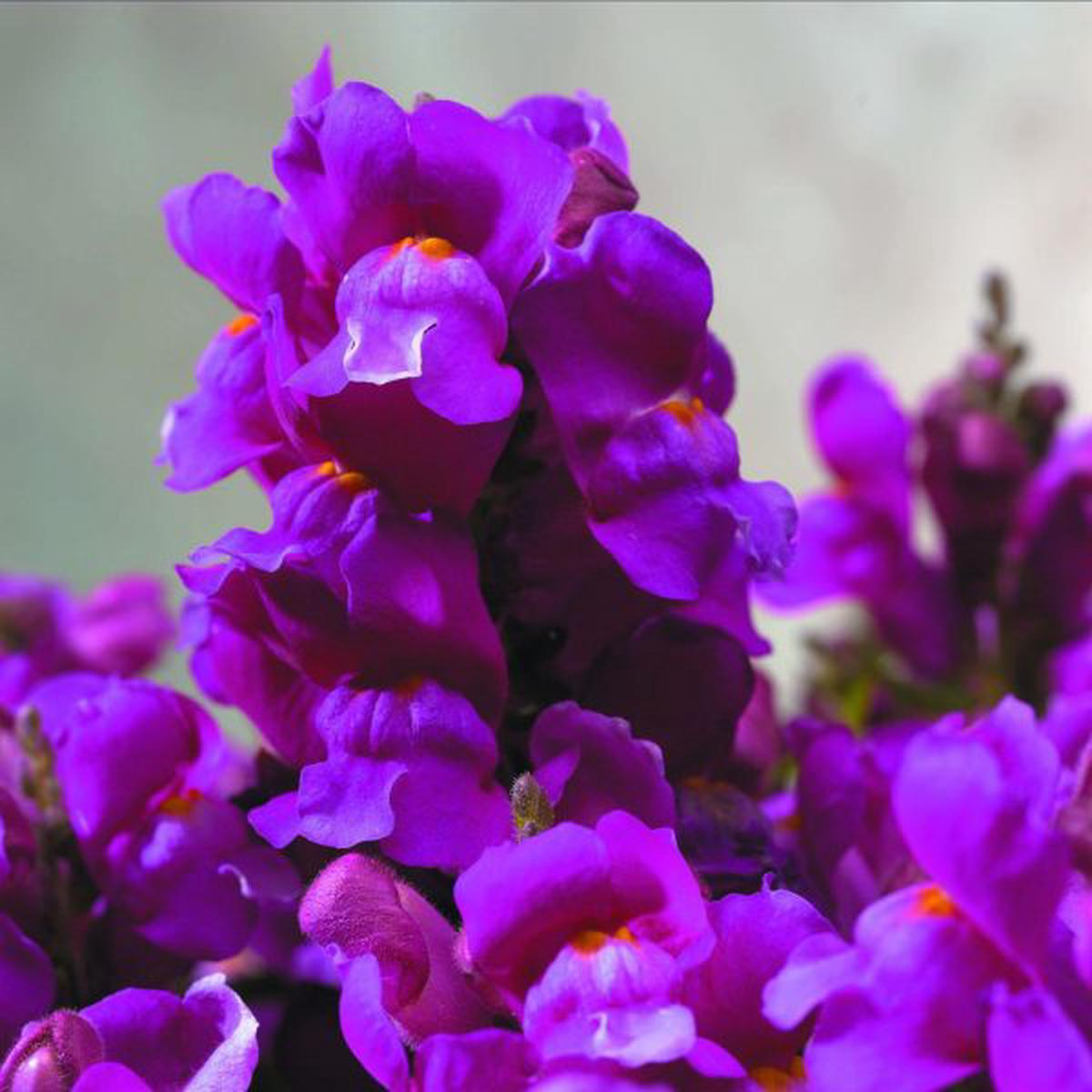 Antirrhinum majus Floral Showers Lilac
