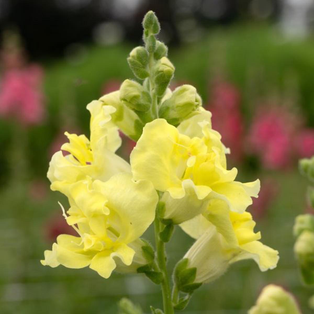 Antirrhinum majus Madame Butterfly Yellow