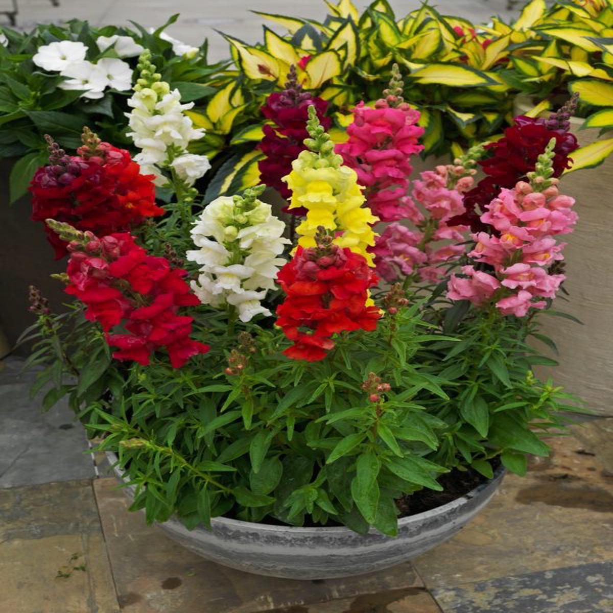 Antirrhinum majus nanum Sonnet Mix