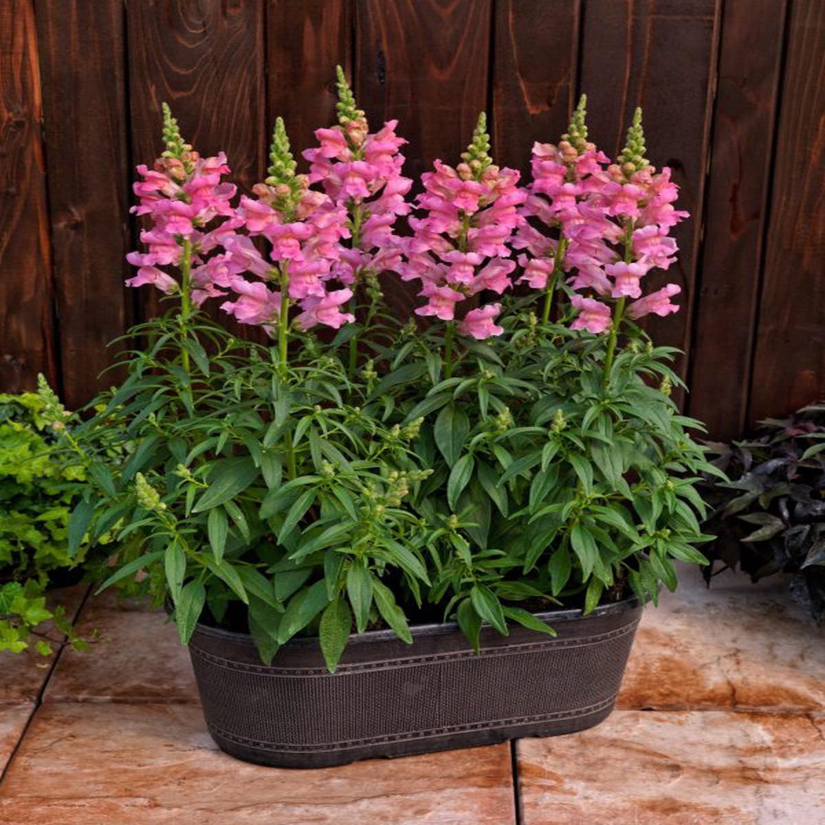 Antirrhinum majus nanum Speedy Sonnet Pink