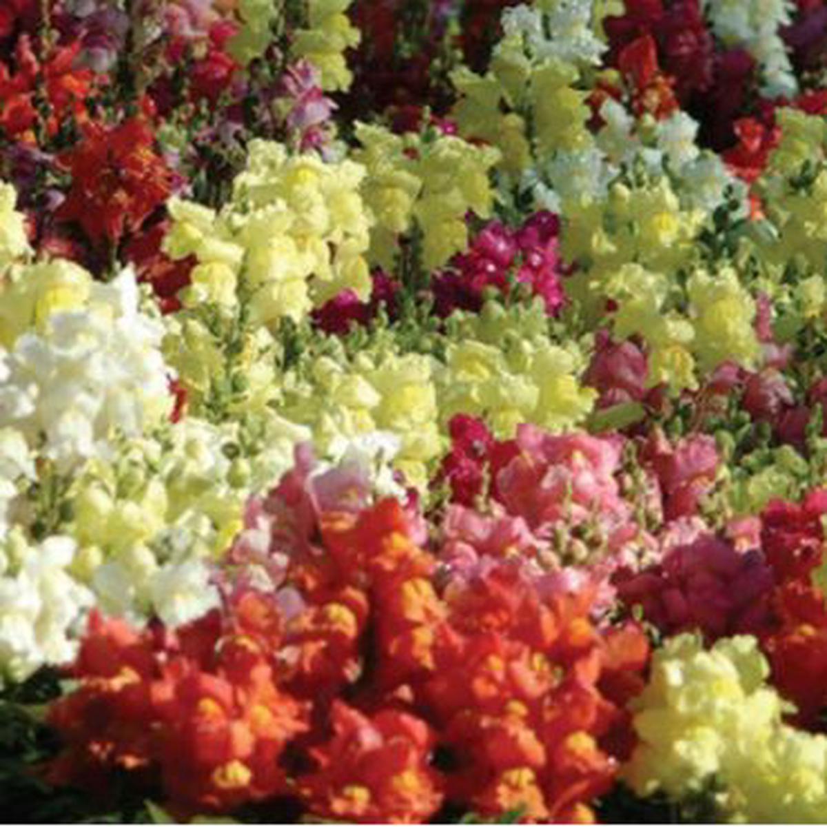 Antirrhinum majus Snapshot Mixture