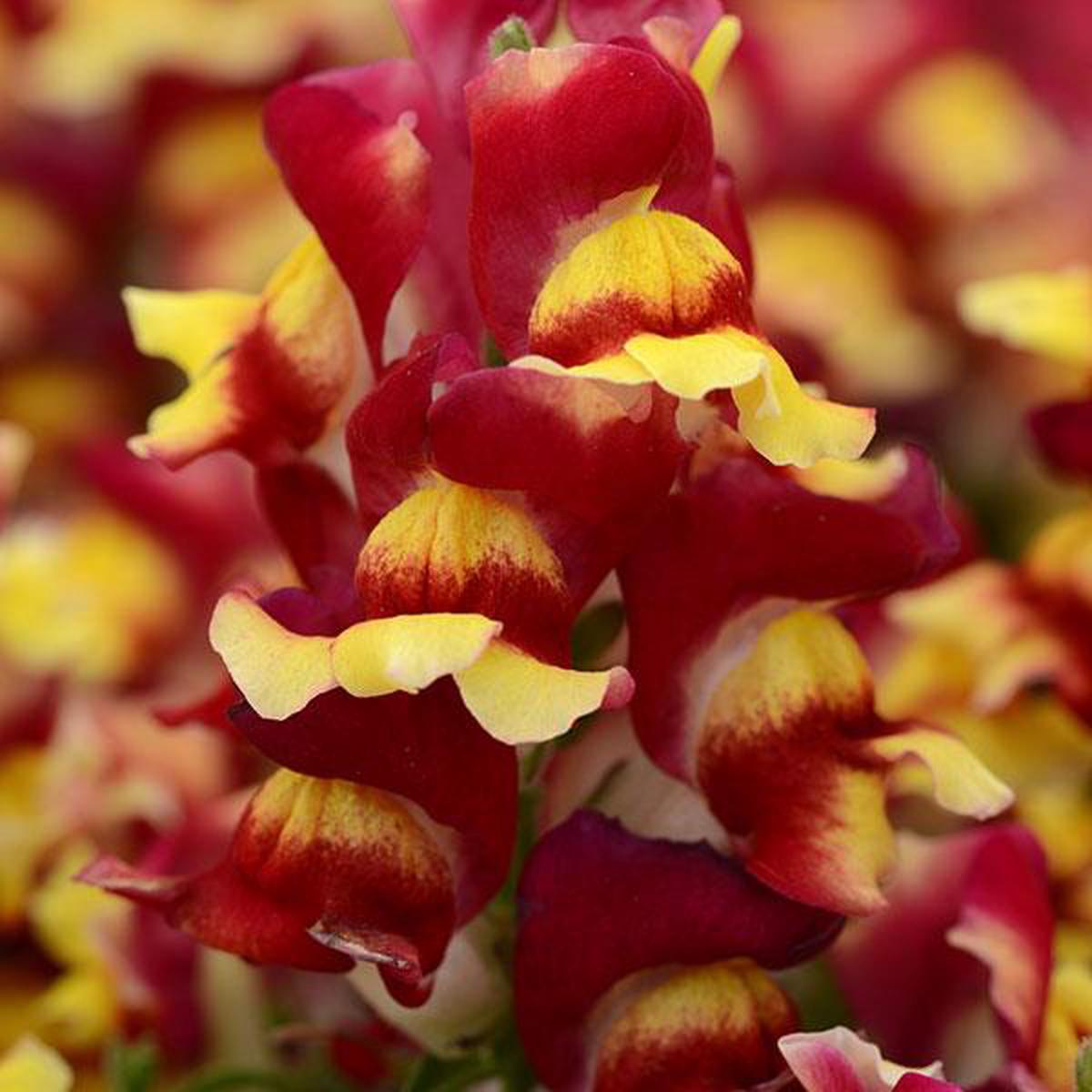Antirrhinum majus Snapshot Red Bicolor