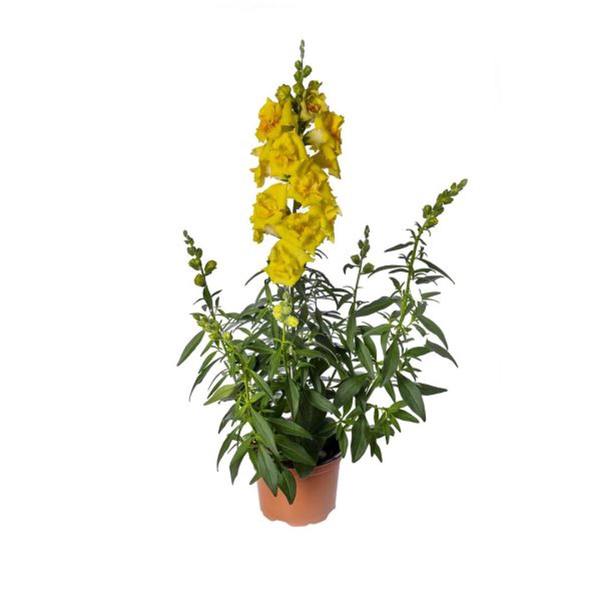 Antirrhinum majus Sweet Duet Bright Yellow