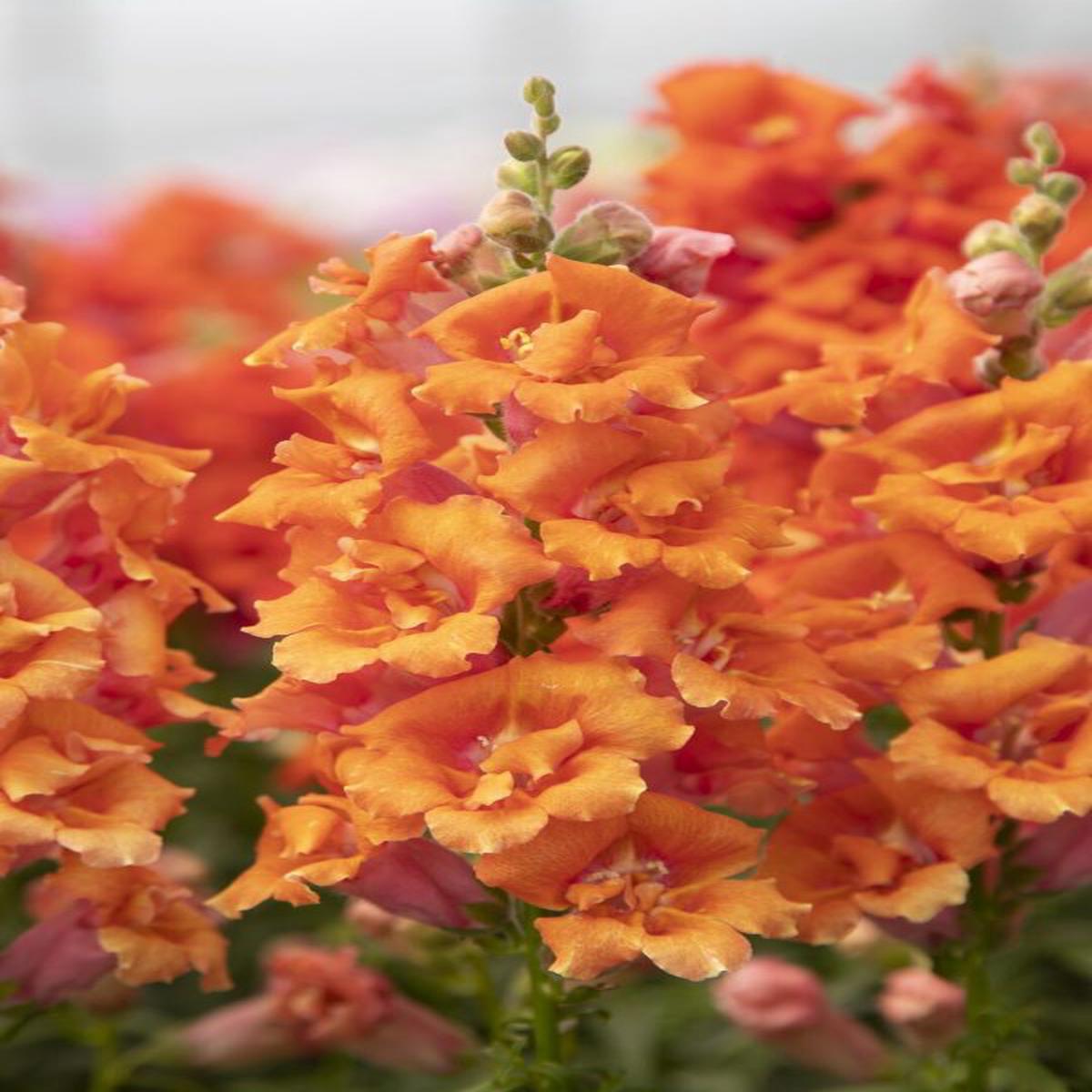 Antirrhinum majus Sweet Duet Peach