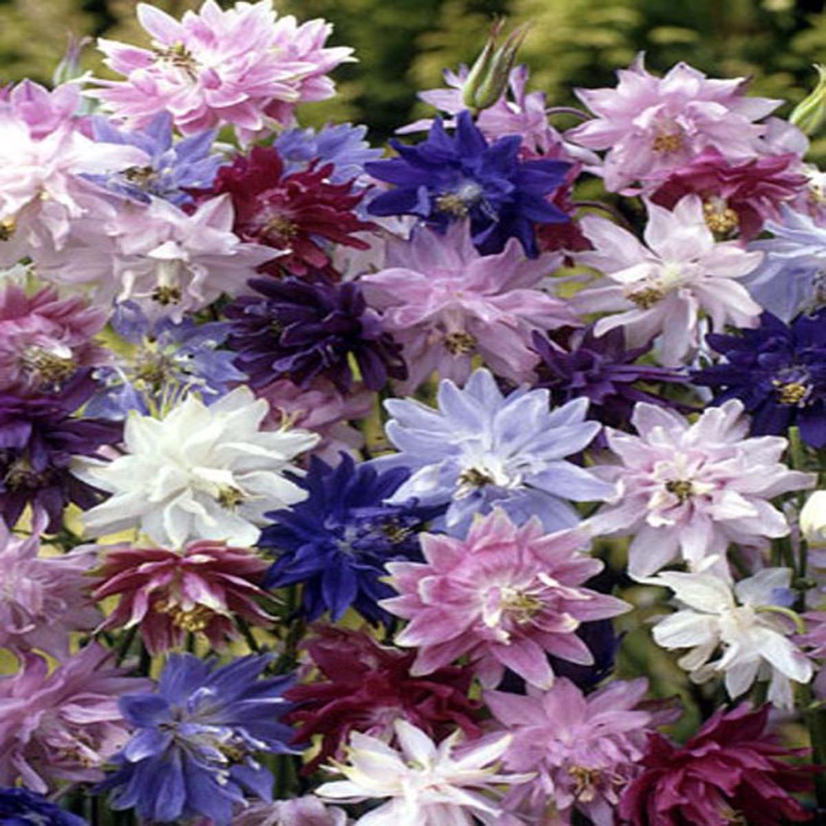 Aquilegia vulgaris Barlow Formula Mix