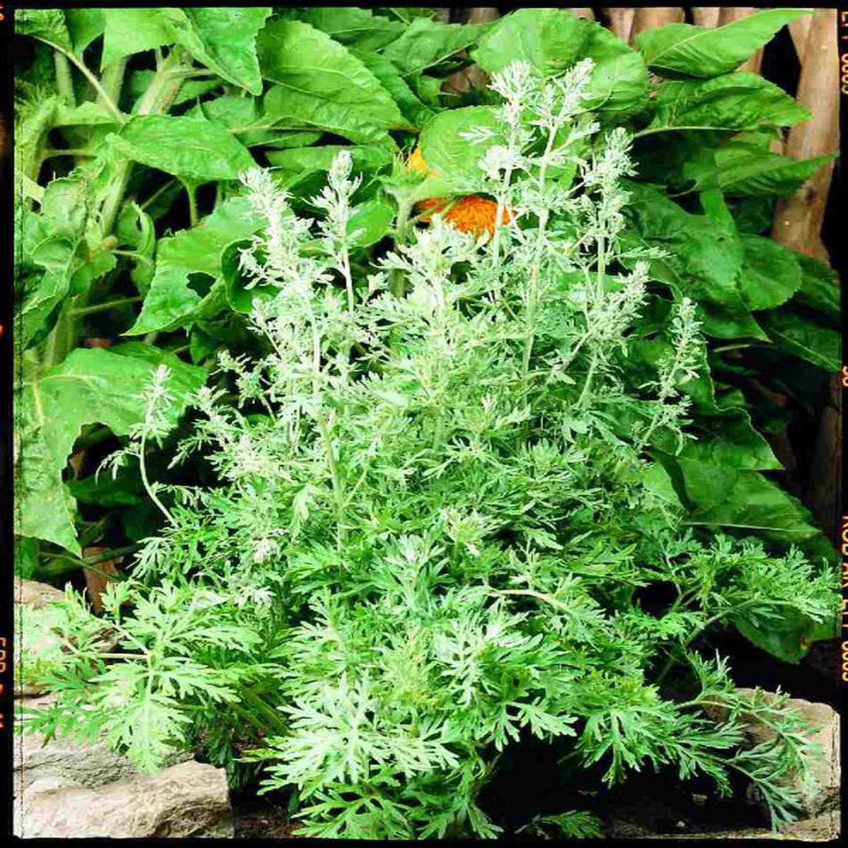 Artemisia absinthium