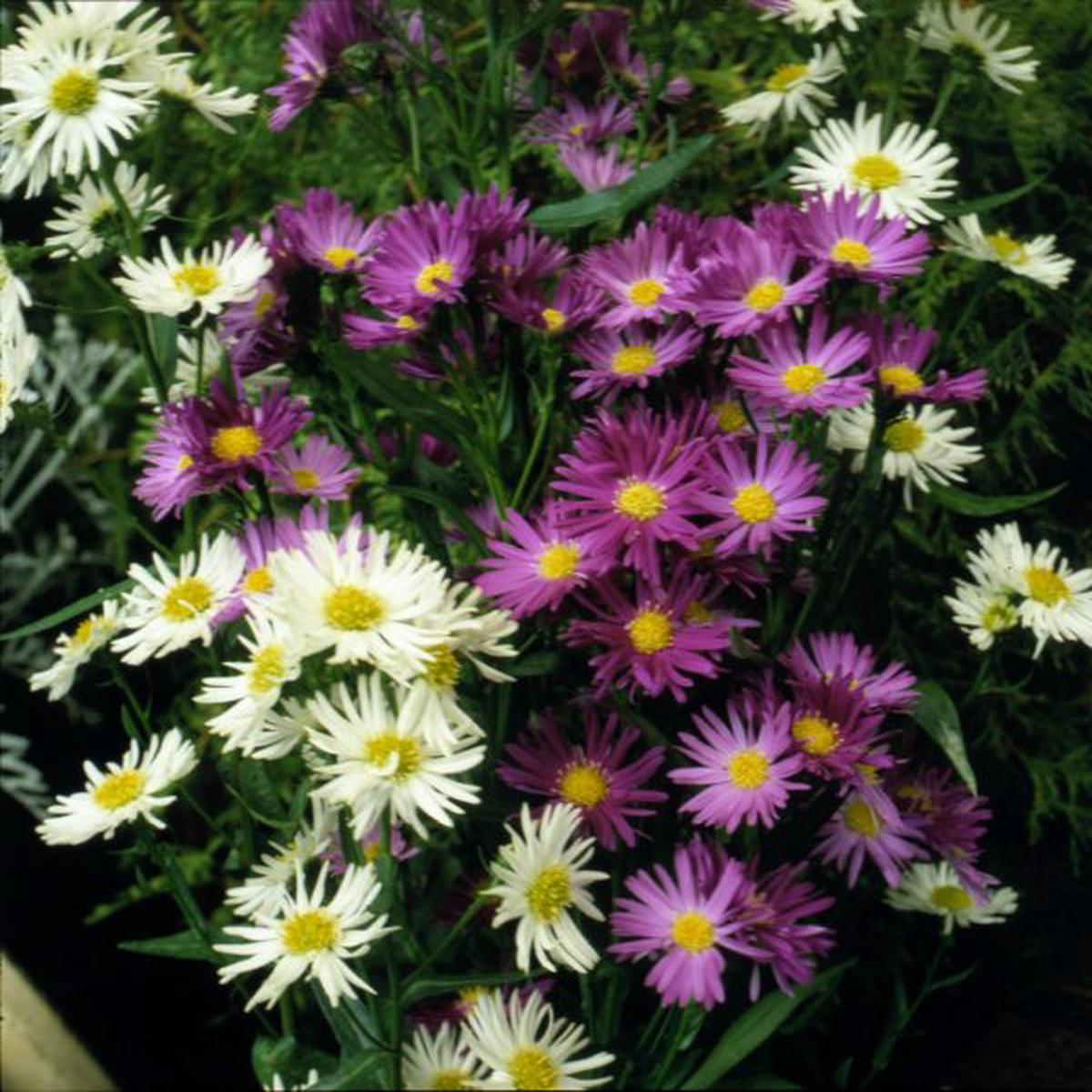 Aster novi-belgii New Hybrids