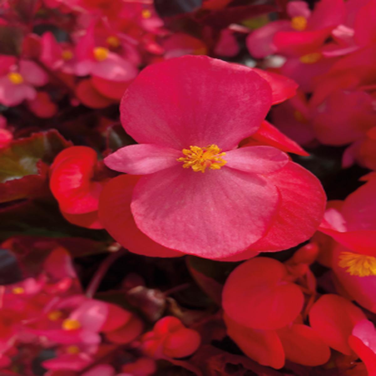 Begonia benariensis Big Deep Rose With Bronze Leaf