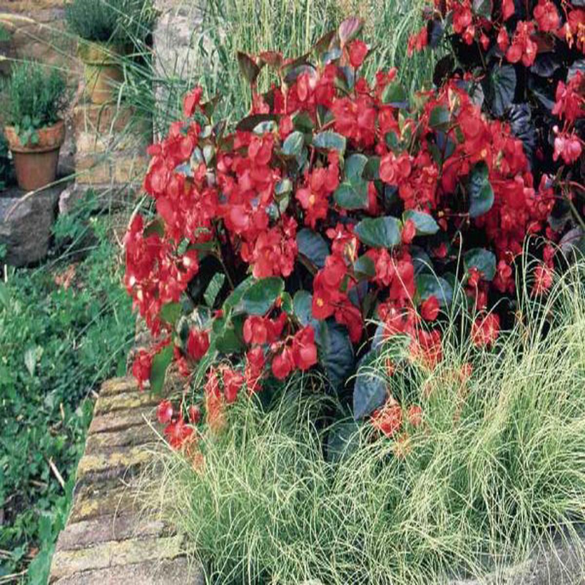 Begonia benariensis Big Red With Green Leaf