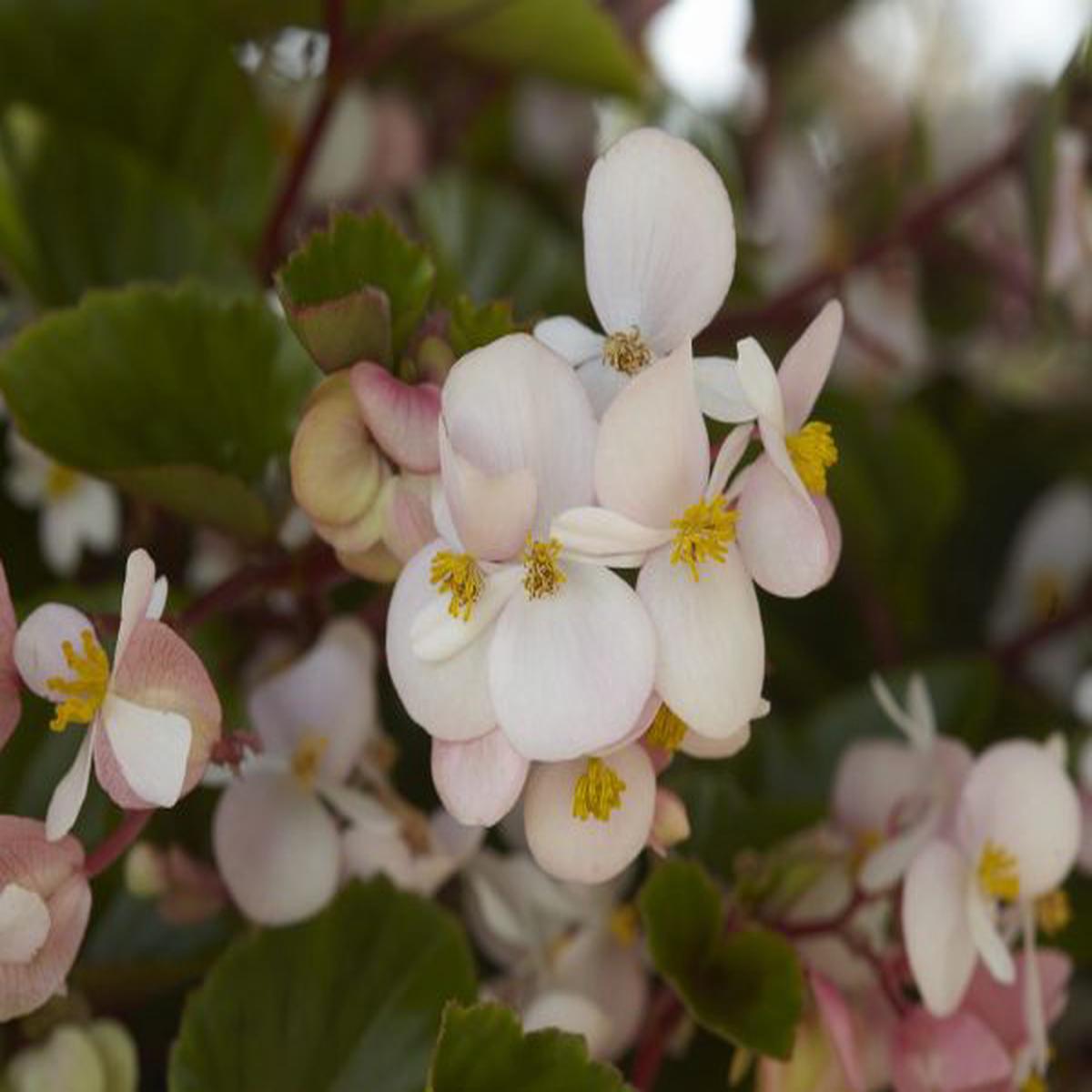 Begonia interspecific Hula Blush