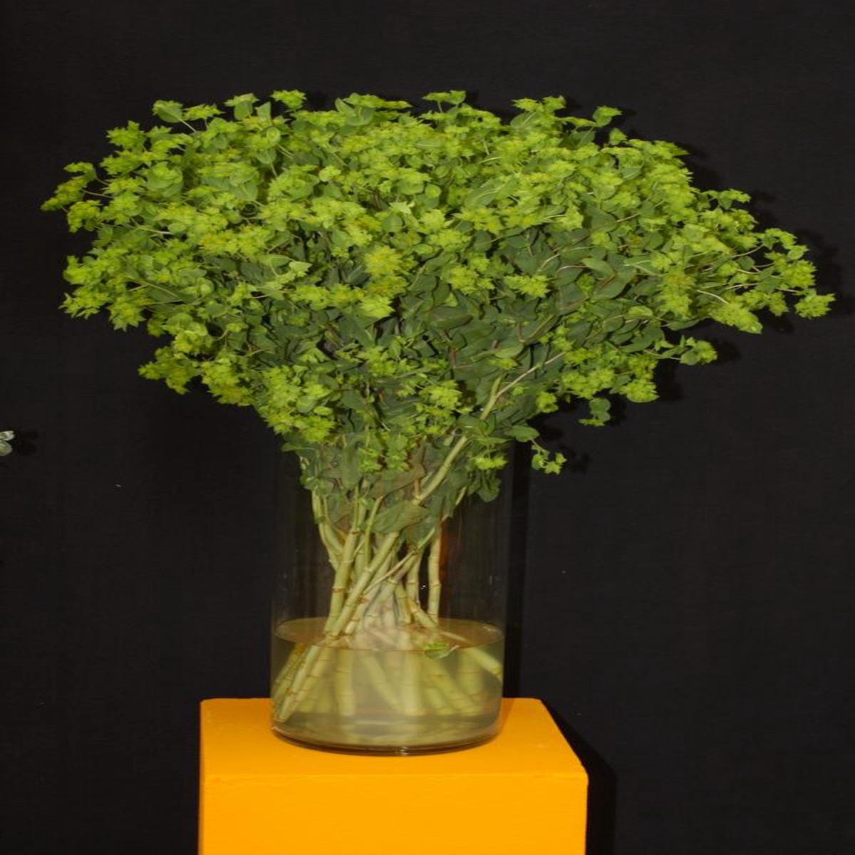 Bupleurum rotundifolium Garibaldi