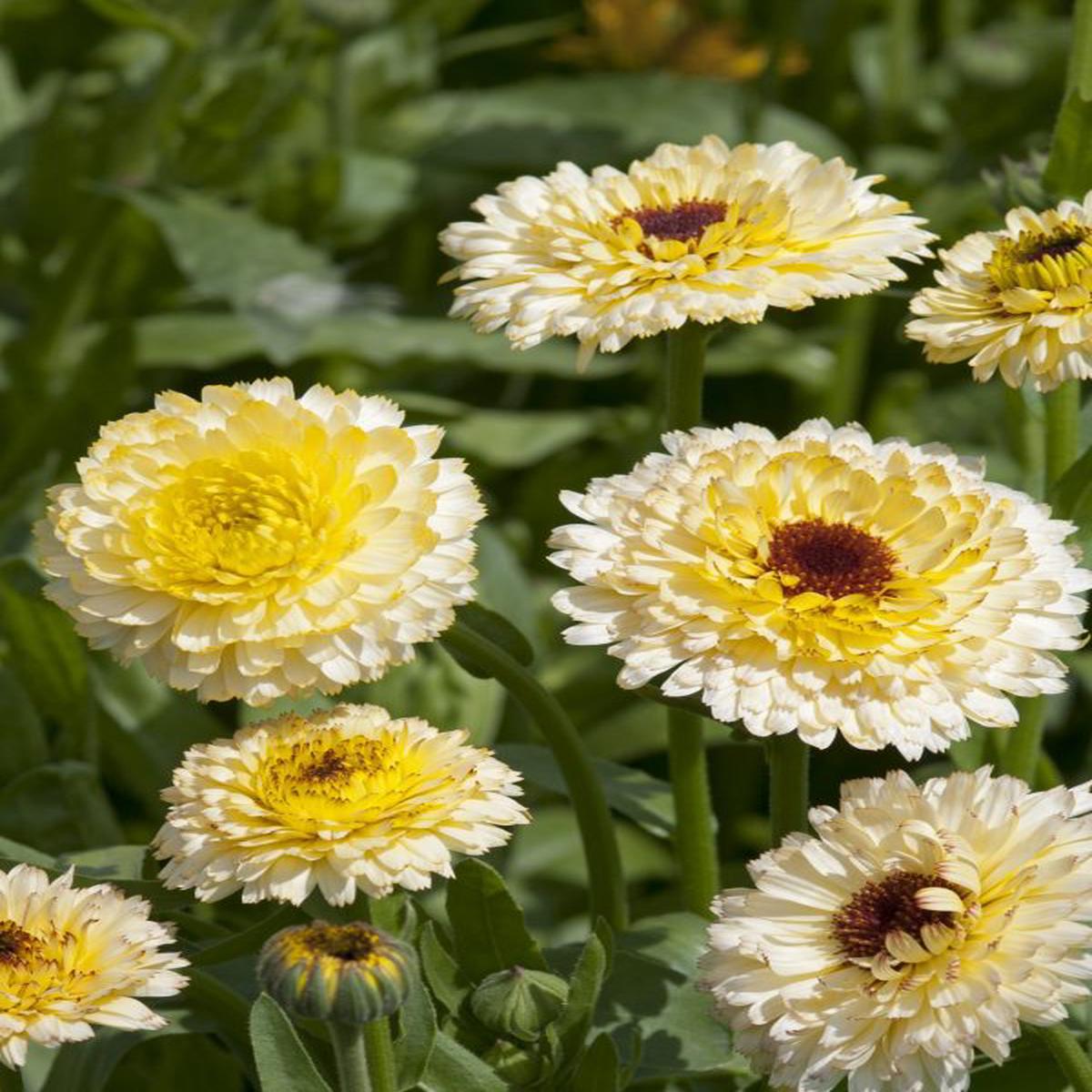 Calendula officinalis Ivory Princess