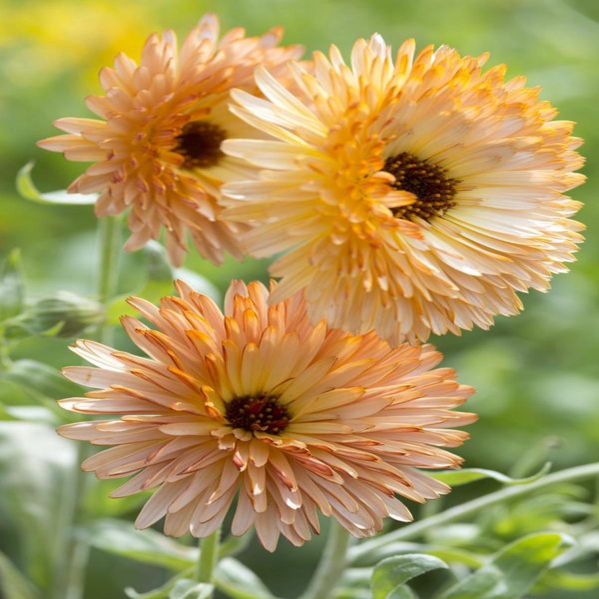 Calendula officinalis Orange Flash