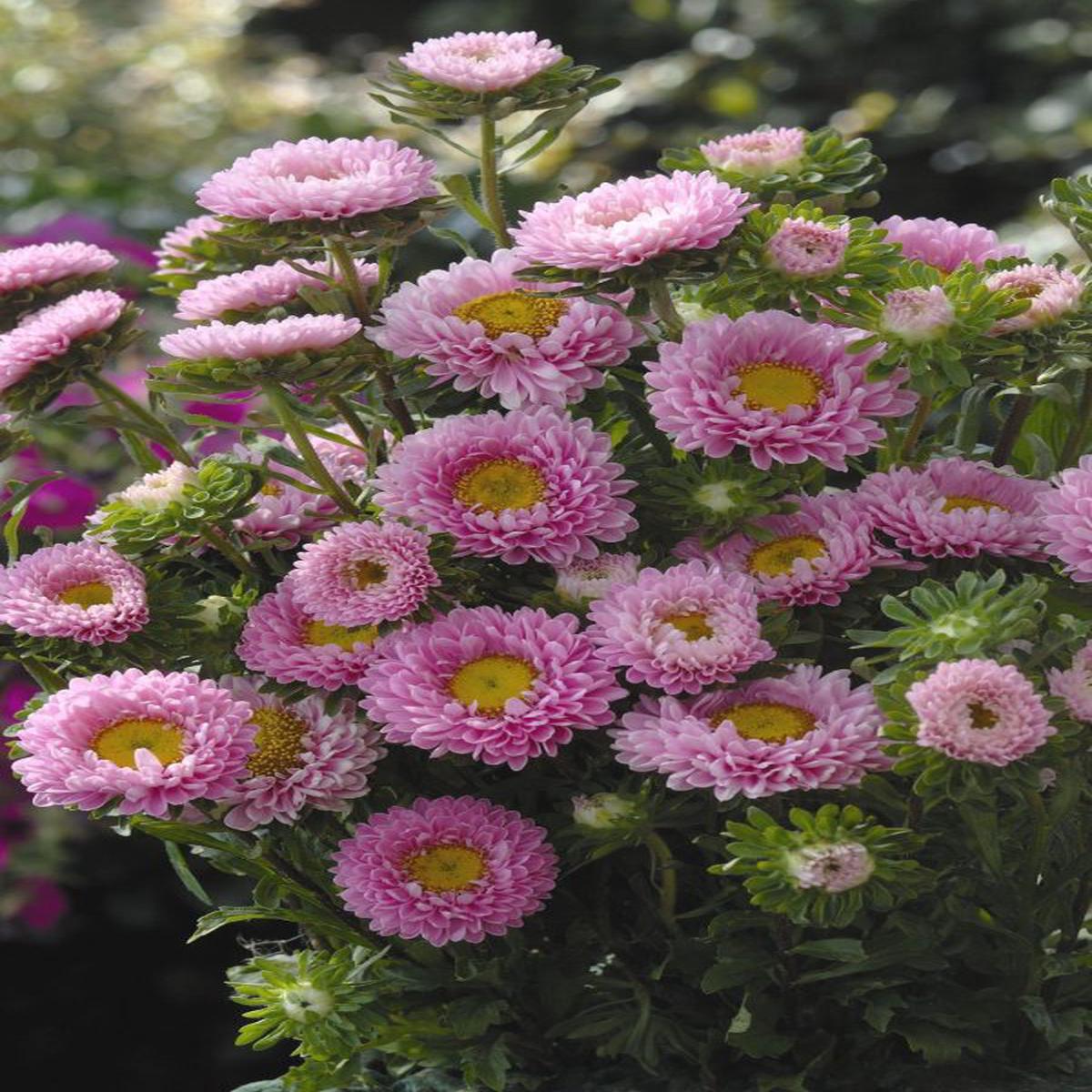 Callistephus (Aster) chinensis Matsumoto Pink