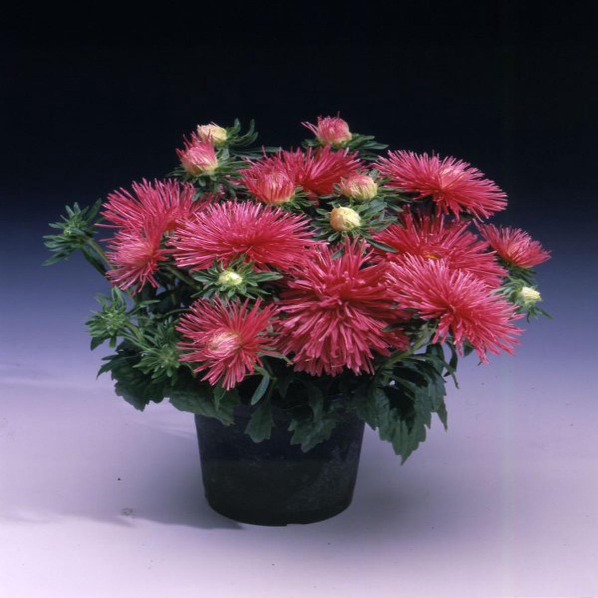 Callistephus (Aster) chinensis Starlight Rose