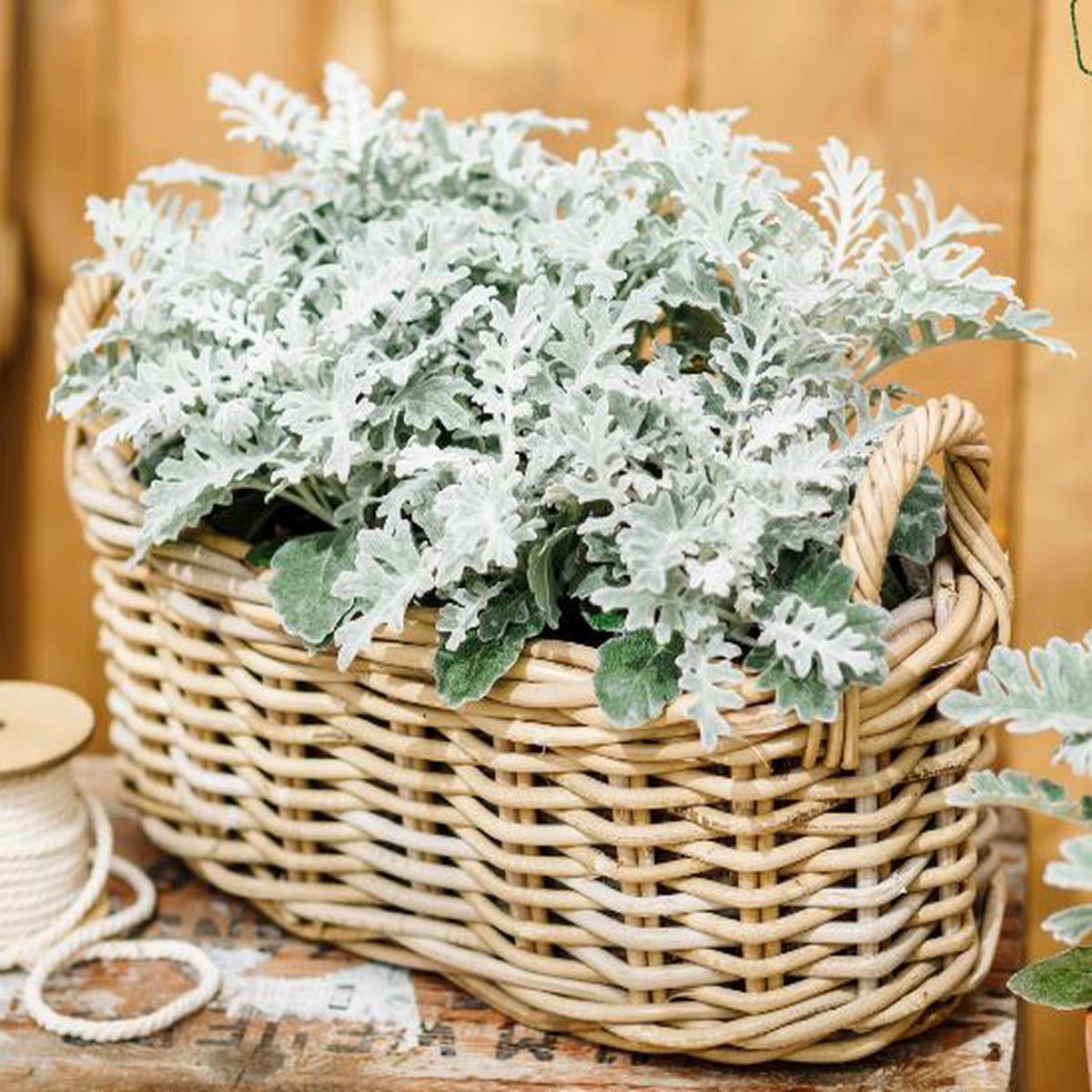Cineraria (Senecio) maritima Quicksilver