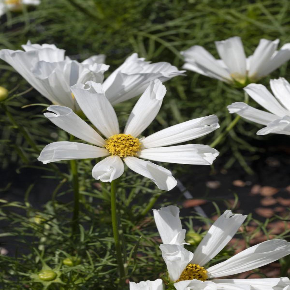 Cosmos bipinnates Pinwheel White