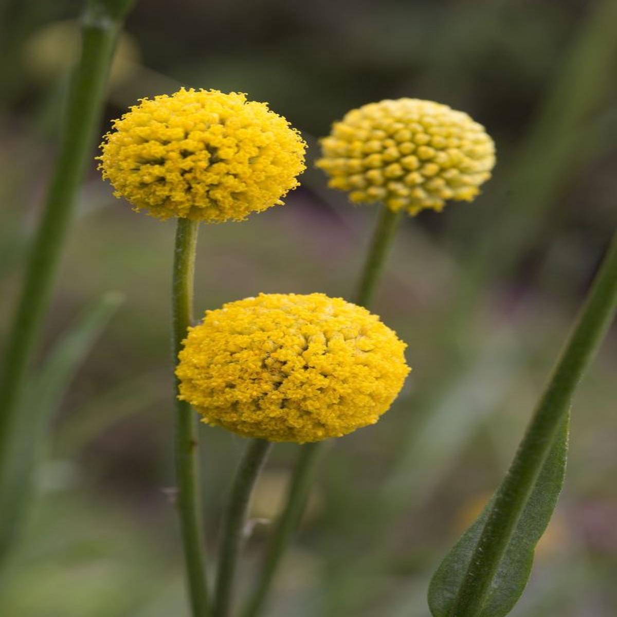 Craspedia globosa Drumstick  Normal (Clean) Seed