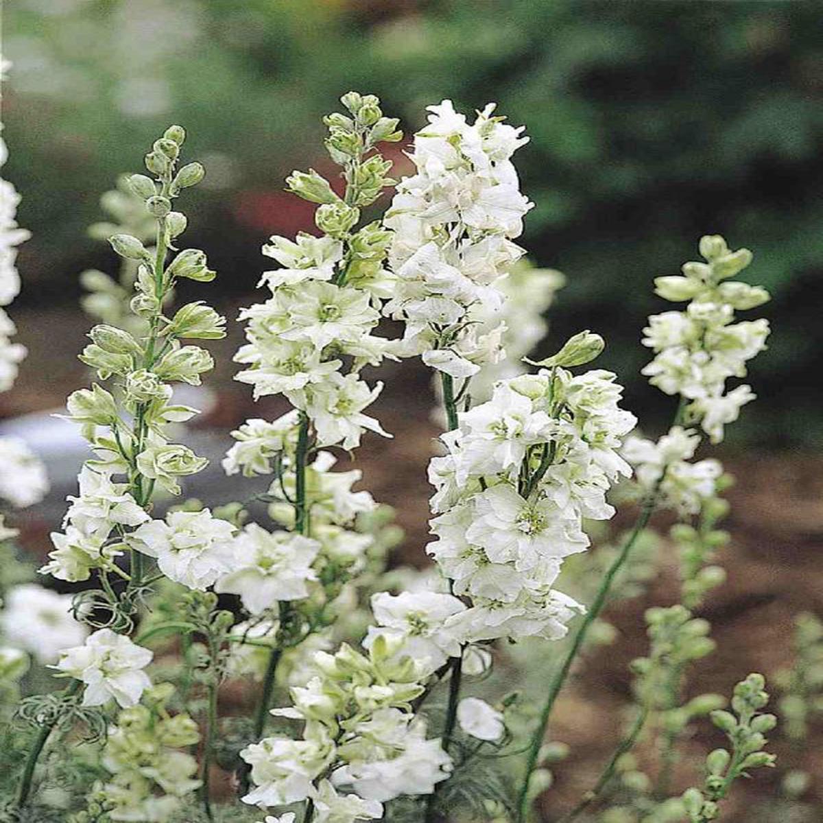 Delphinium consolida Qis White