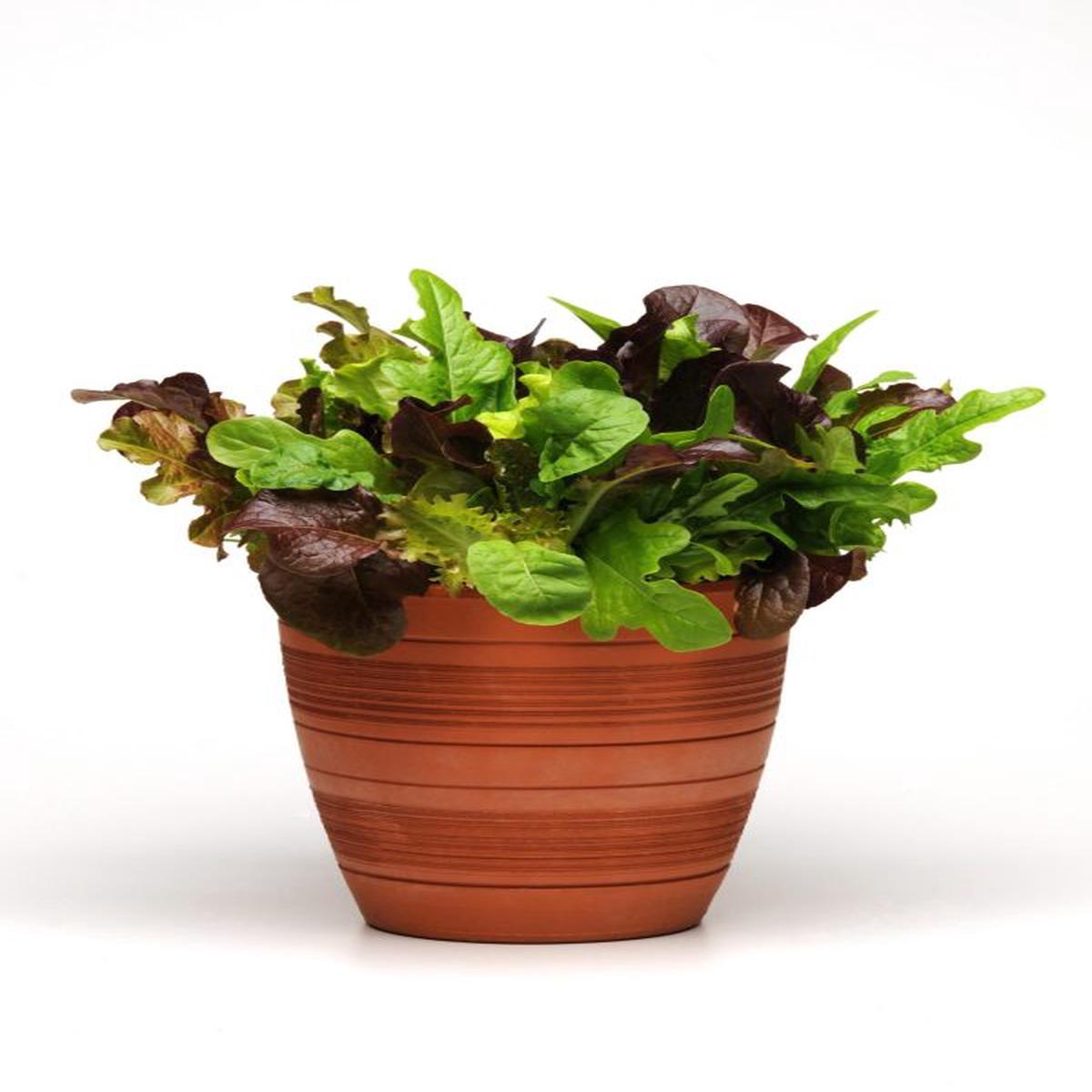 Simplysalad lettuce City Garden Mixture (multipills)