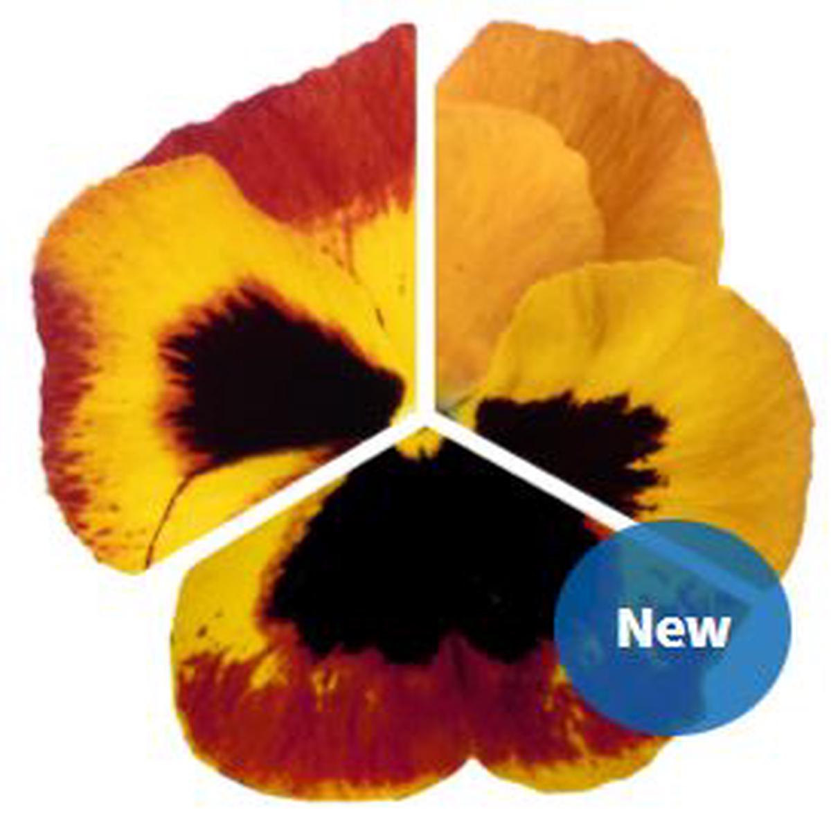Viola wittrockiana Inspire Plus Fire Surprise