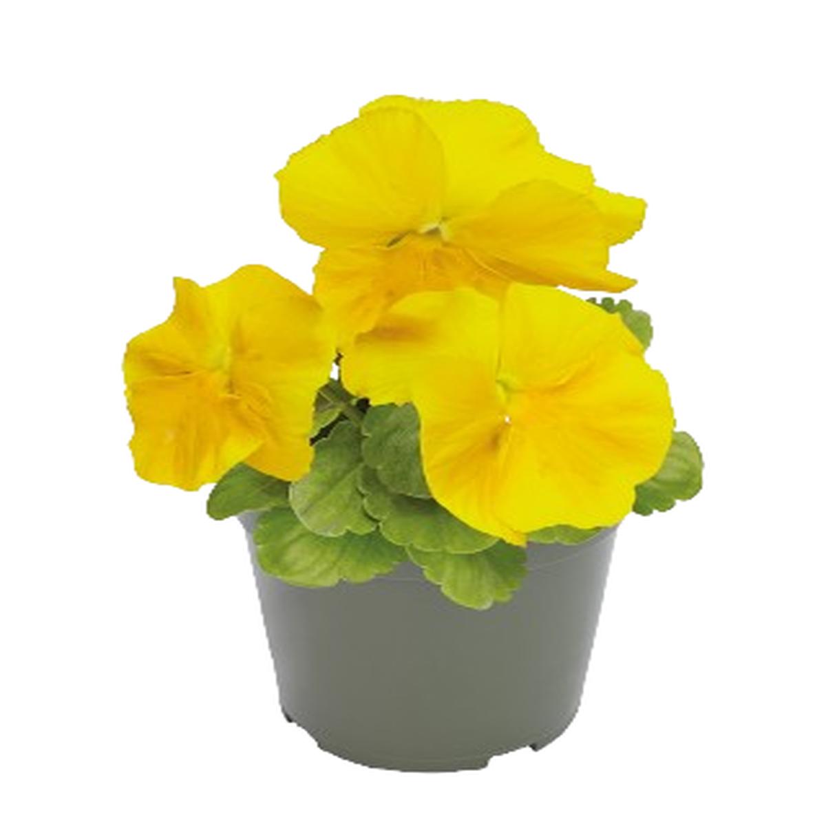 Viola wittrockiana Inspire Plus Yellow