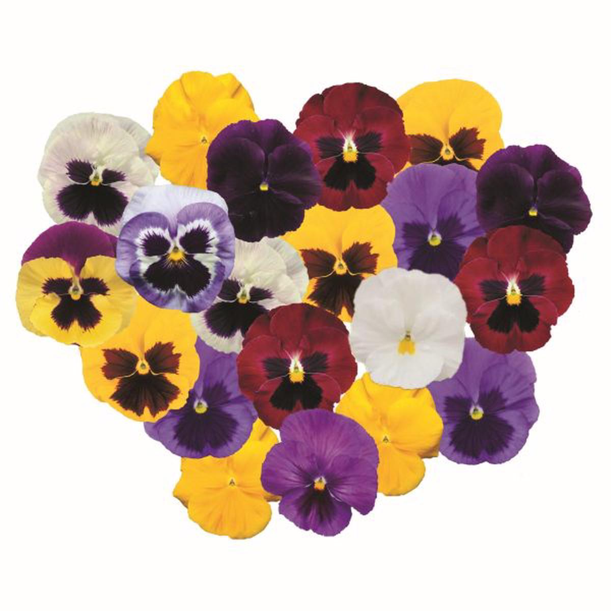 Viola wittrockiana Power Choice Mix