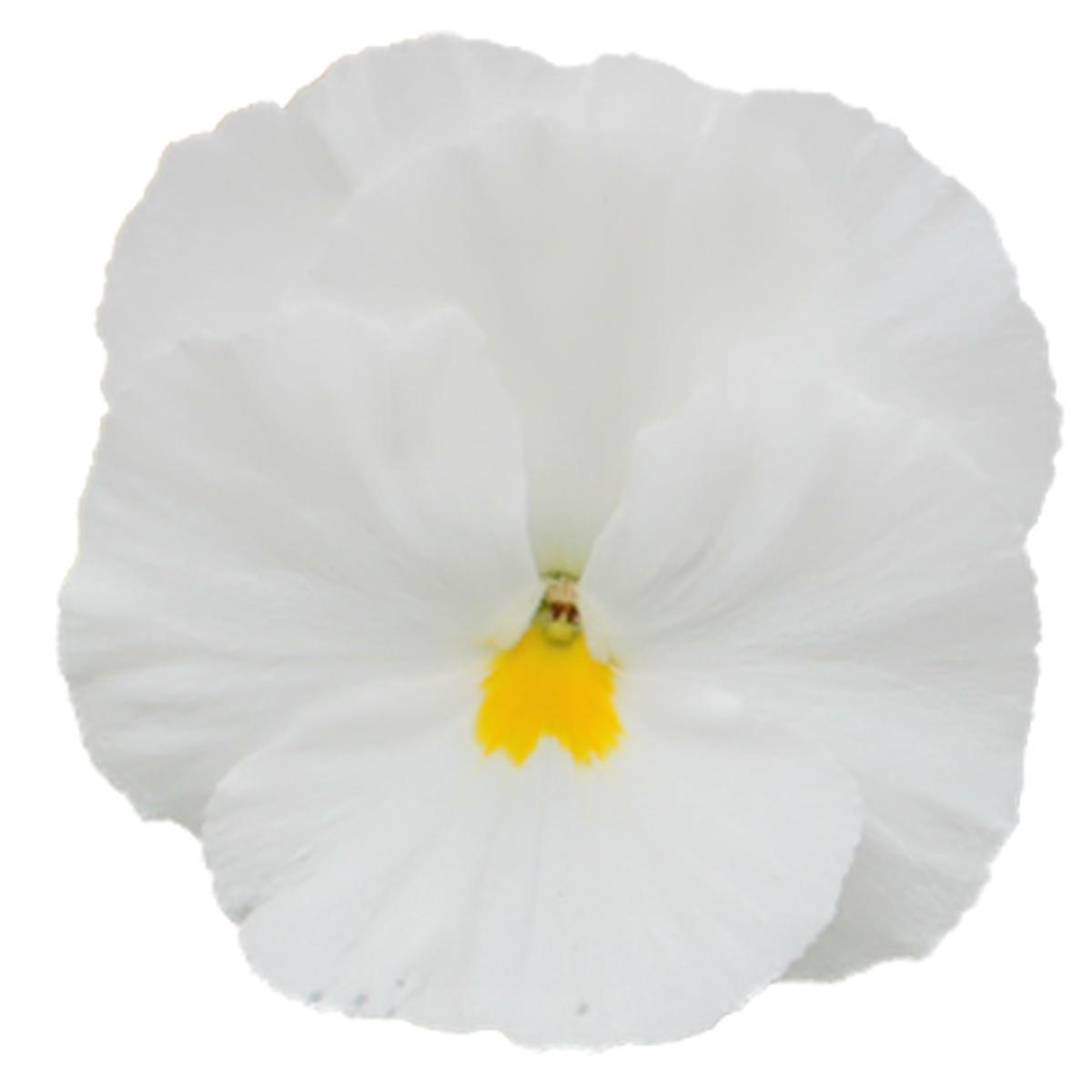Viola wittrockiana Power Clear White