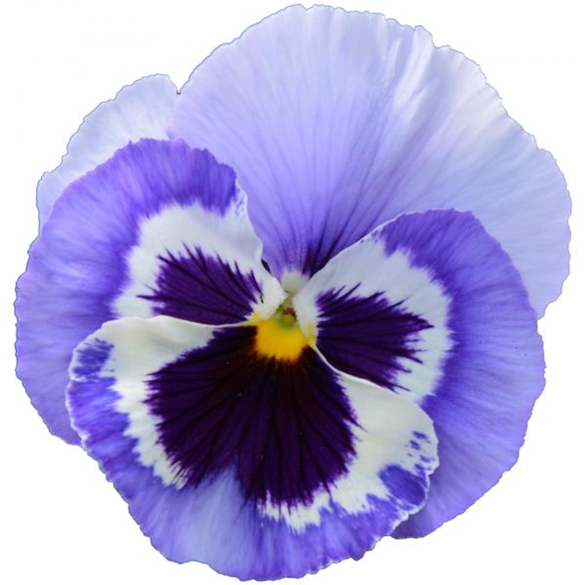 Viola wittrockiana Power Marina