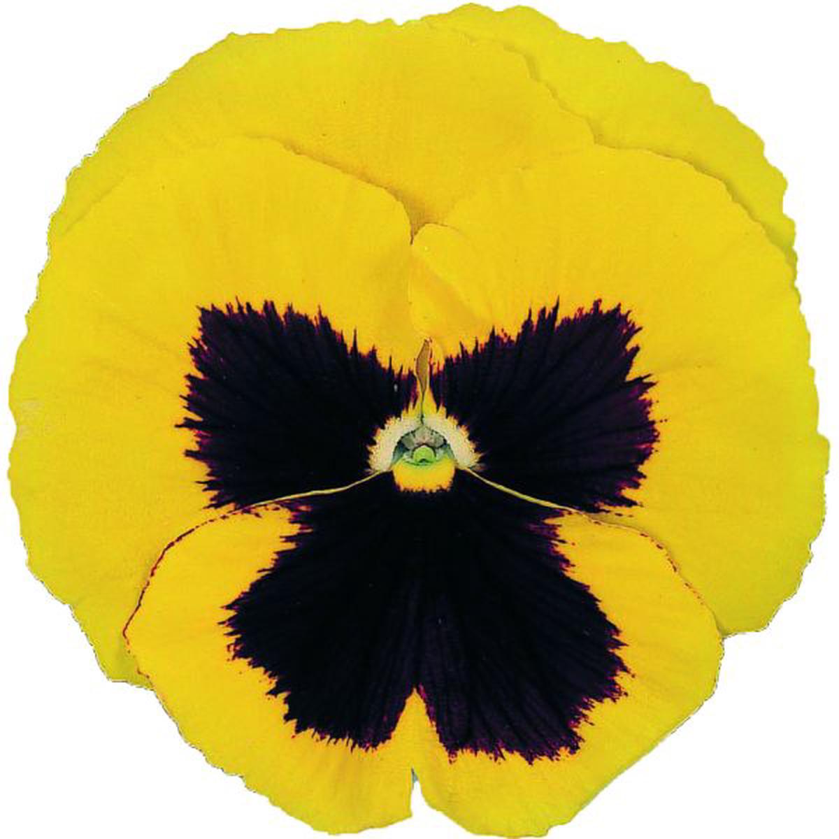 Viola wittrockiana Power Yellow With Blotch