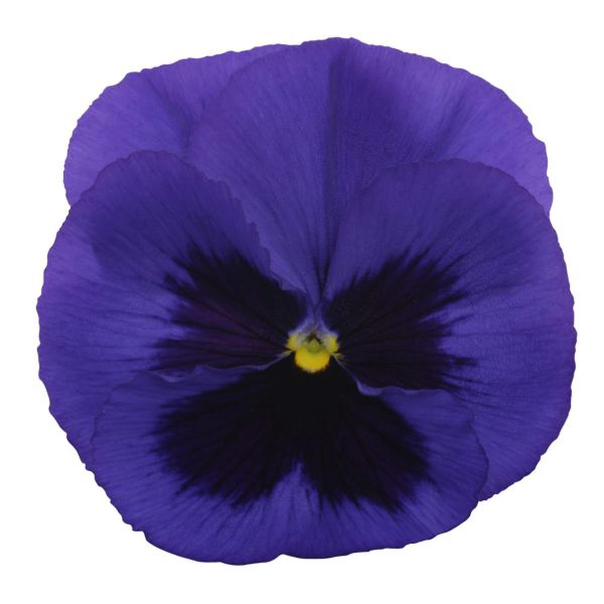 Viola wittrockiana Premier Blue With Blotch