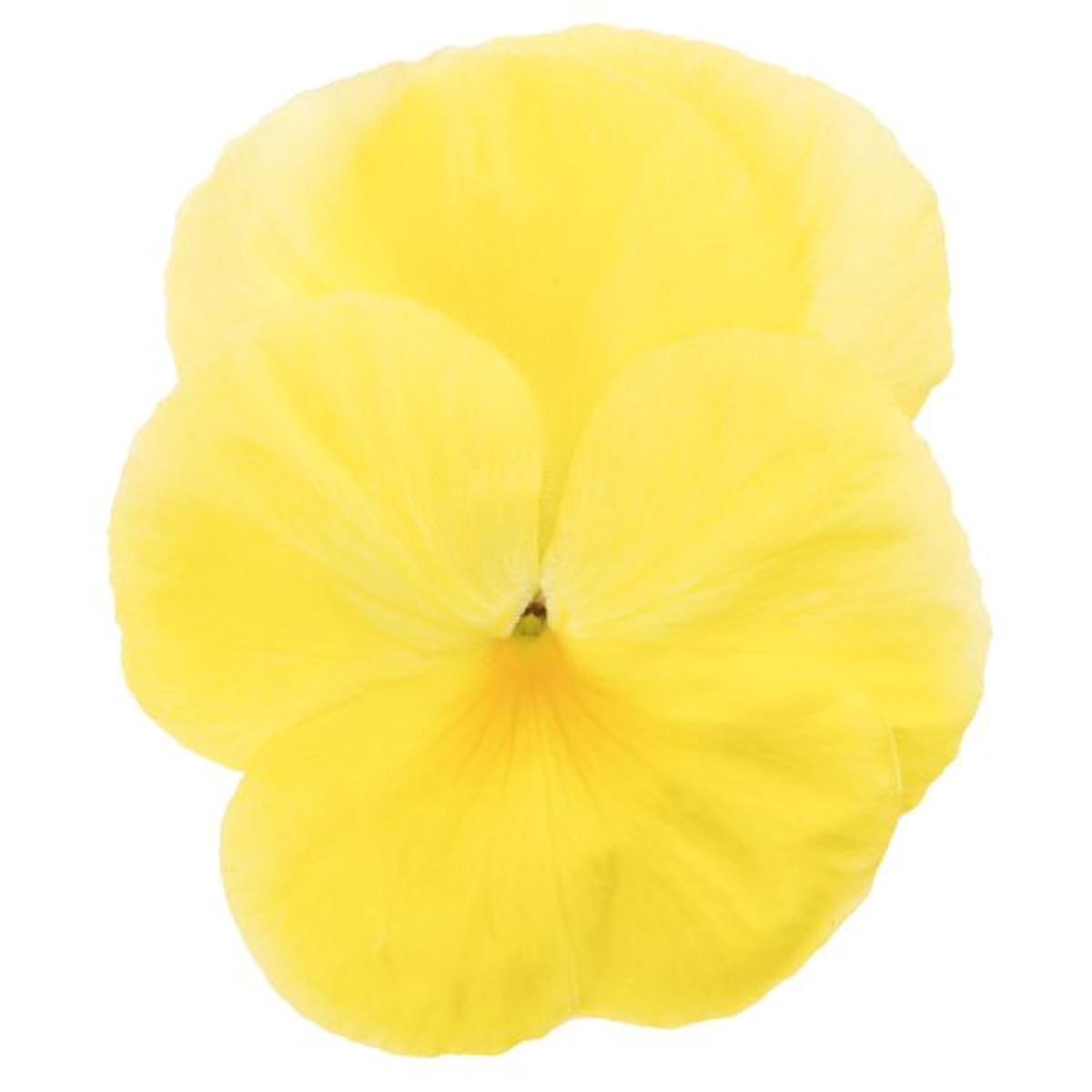 Viola wittrockiana Premier Primrose Shades