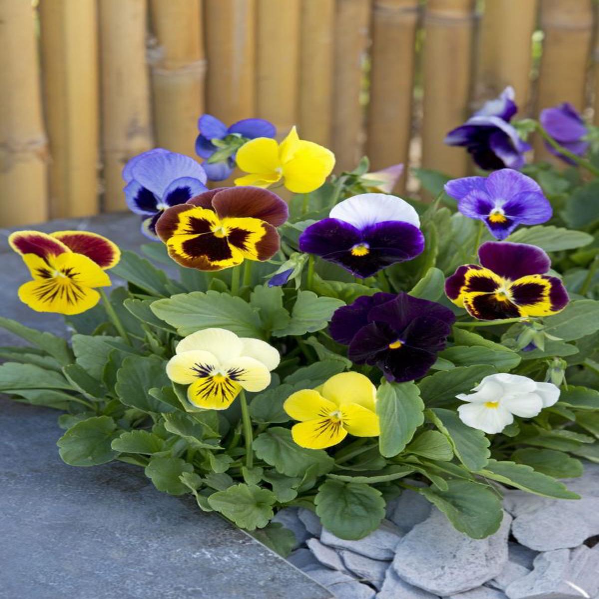 Viola wittrockiana Swiss Giant Field Grown Mix