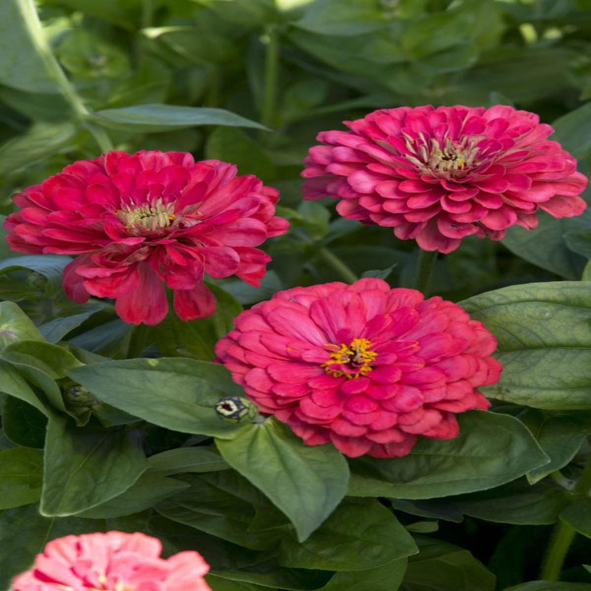 ZINNIA elegans Dahlia-flowered Illumination