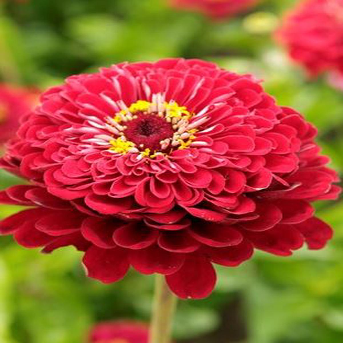 Zinnia elegans Meteor