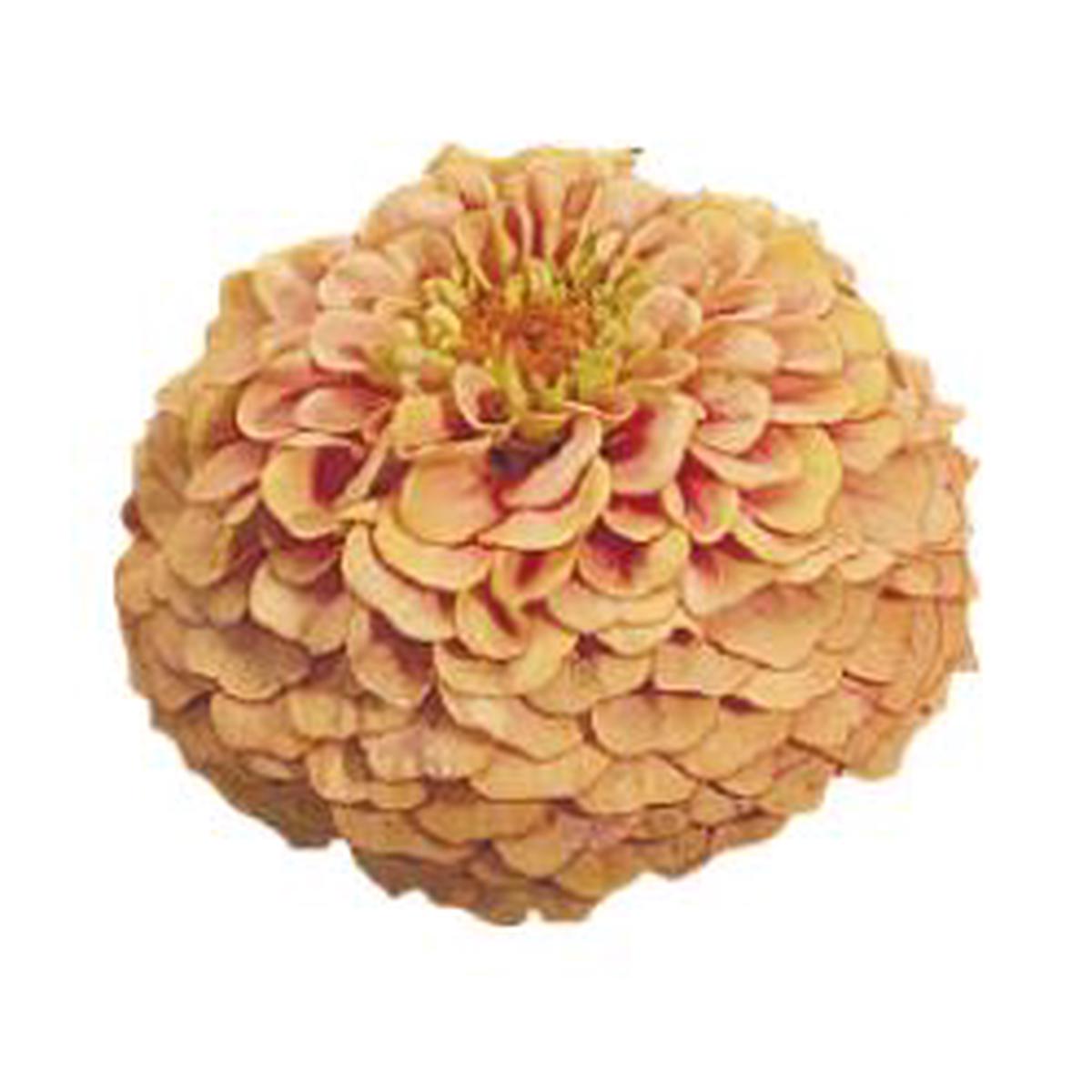 Zinnia elegans Oklahoma Salmon