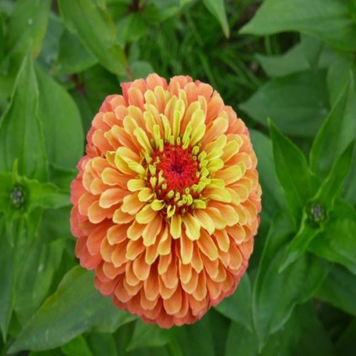 Zinnia elegans Queen Lime Orange