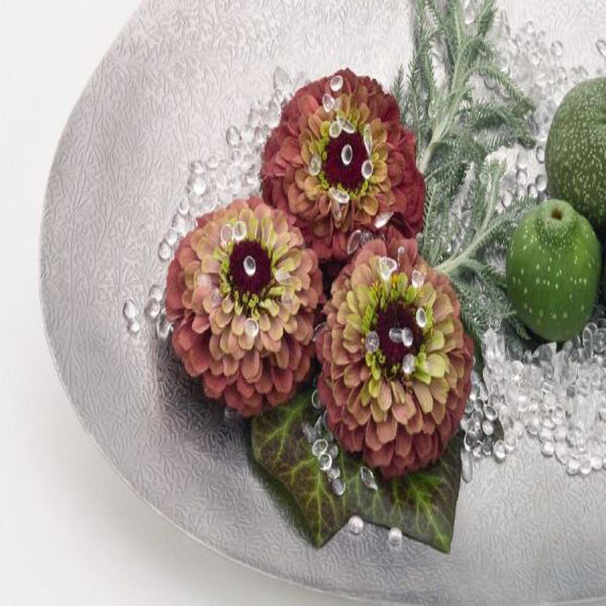 Zinnia elegans Queen Red Lime